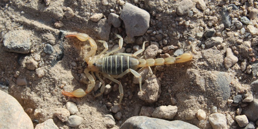 scorpion-on-rocks