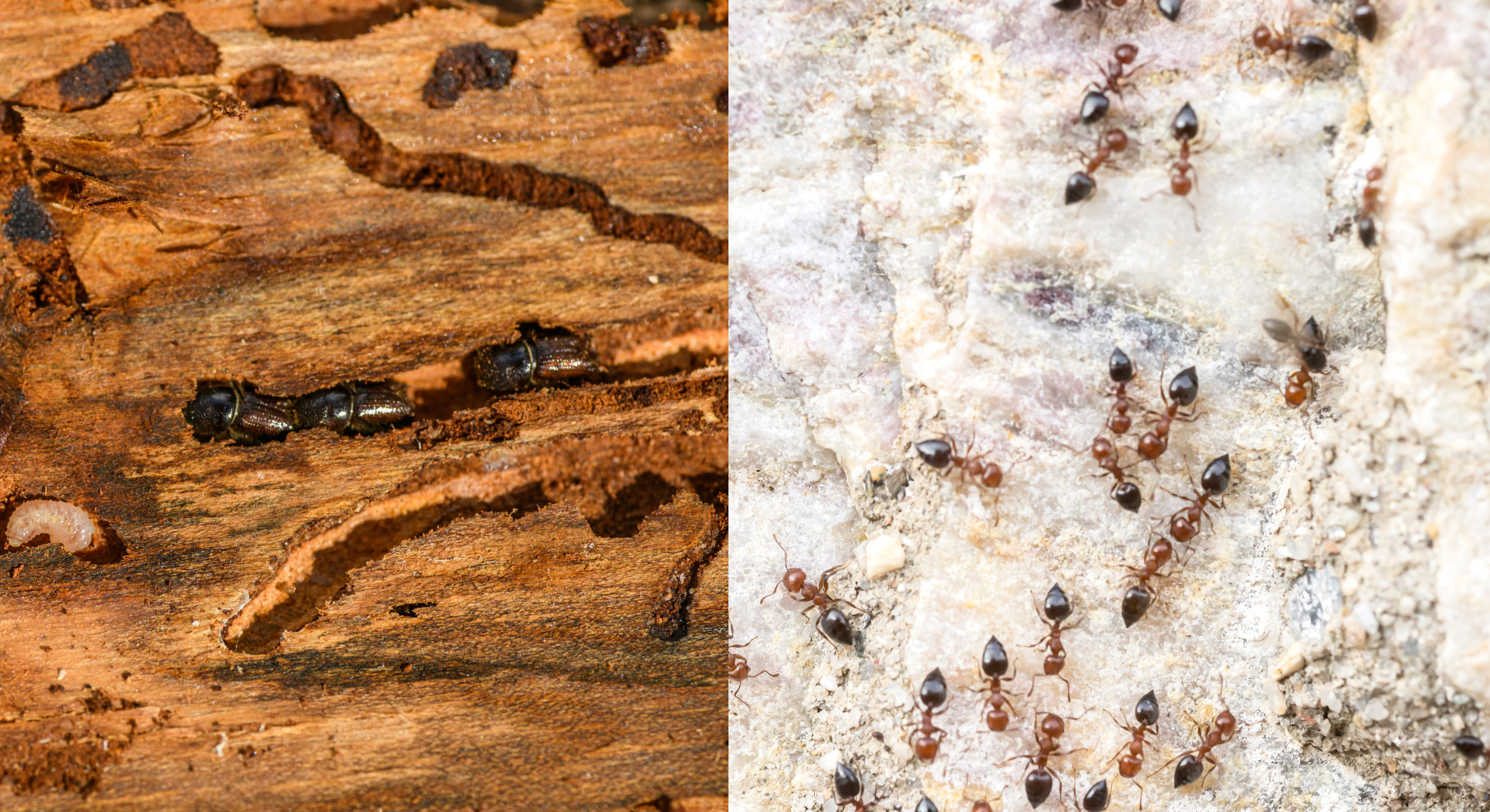 Termite vs flying ant comparison chart