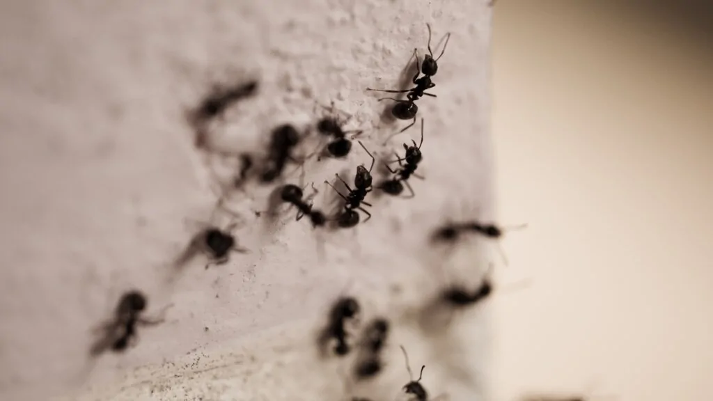 Trail of ants moving along an interior wall inside an Arizona home