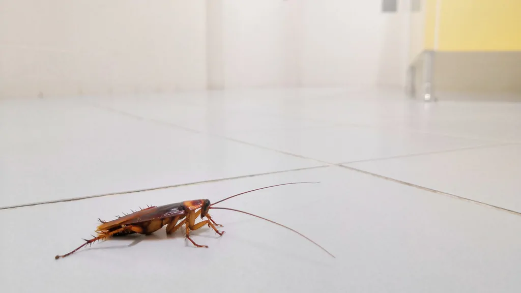 American cockroach on a tile floor inside an Arizona home