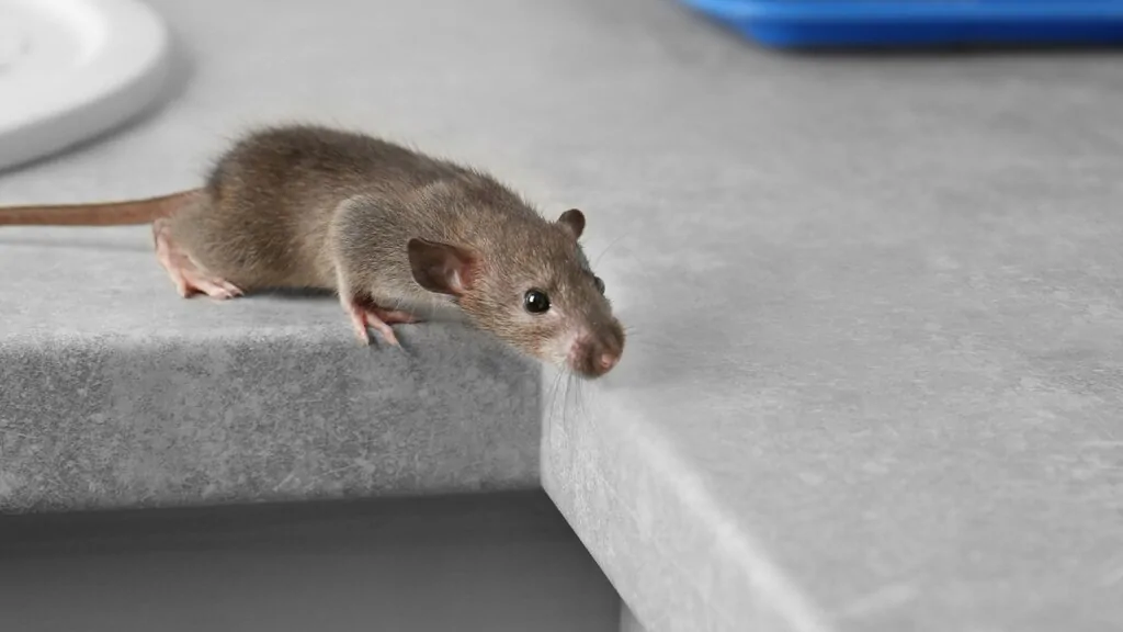 Roof rat on a kitchen counter inside an Arizona home