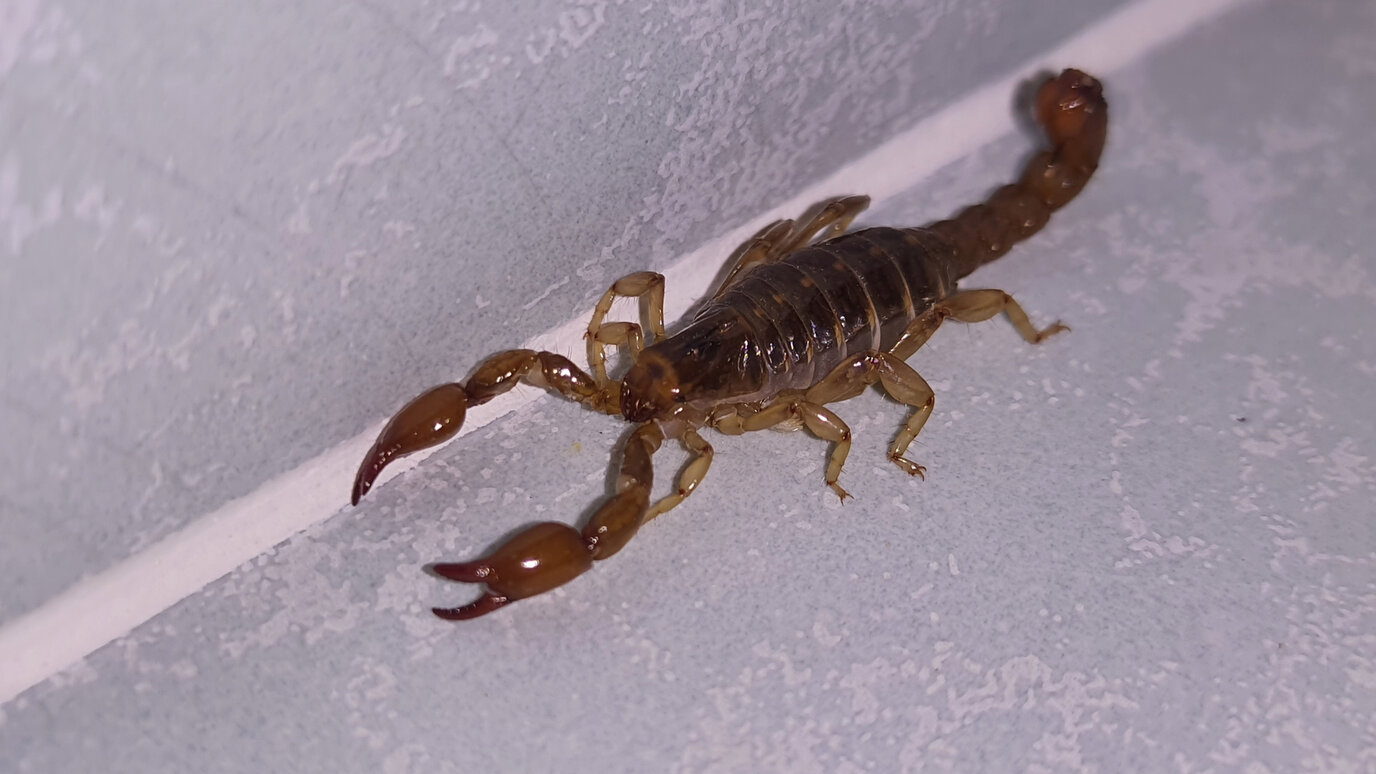 Arizona bark scorpion climbing a wall inside a Phoenix-area home
