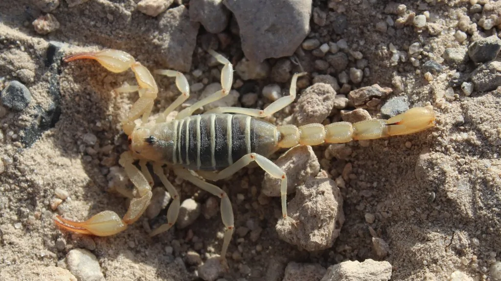 Desert hairy scorpion on rocky desert ground beside an Arizona neighborhood