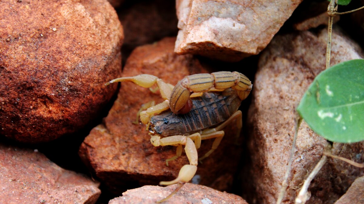 Arizona bark scorpion sheltering between landscaping rocks