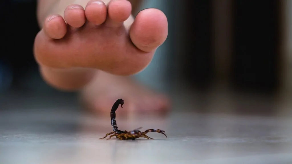 Scorpion on a tile floor beside a bare foot