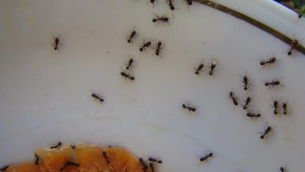 Ants swarming food residue on a plate