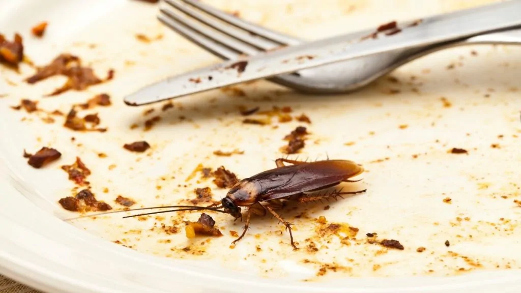 Cockroach on a used dinner plate with food scraps
