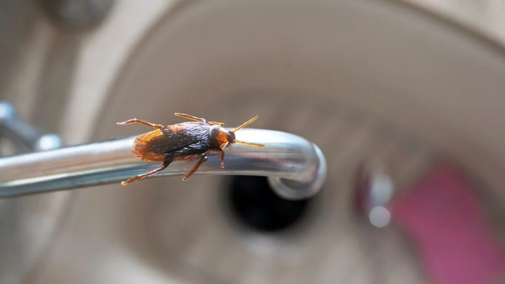 Cockroach on a bathroom fixture